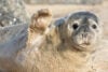 Seals Return to the Jersey Shore and Dog Owners Should Know This Seals Return to the Jersey Shore and Dog Owners Should Know This