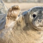 Seals return to the jersey shore and dog owners should know this - photo licensed by shore news network.