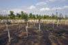 New jersey human composting law to allow open-air burial grounds in 2026