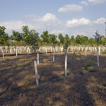 New jersey human composting law to allow open-air burial grounds in 2026 - photo licensed by shore news network.