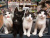 New jersey moves closer to banning pet shop sale of cats, dogs, and rabbits
