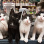 New jersey moves closer to banning pet shop sale of cats, dogs, and rabbits - photo licensed by shore news network.