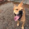 Heartbroken new jersey shelter pleads for home for piper, its longest waiting dog Heartbroken new jersey shelter pleads for home for piper, its longest waiting dog