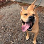 Heartbroken new jersey shelter pleads for home for piper, its longest waiting dog - photo licensed by shore news network.