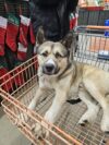 Stolen support dog ‘one eye willie’ found safe after being taken from owner's yard