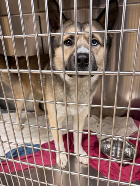 Stolen support dog One Eye Willie found safe after being taken from owners yard