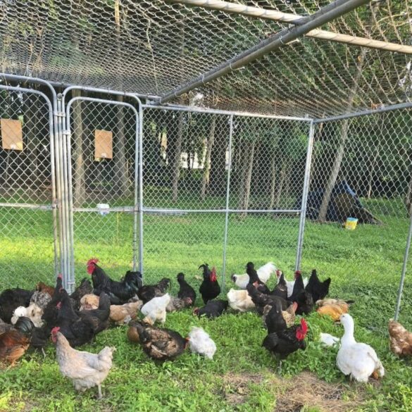 Mayor jennifer l. Kuhn takes action for animal farm that was promised help, but never got it - photo licensed by shore news network.