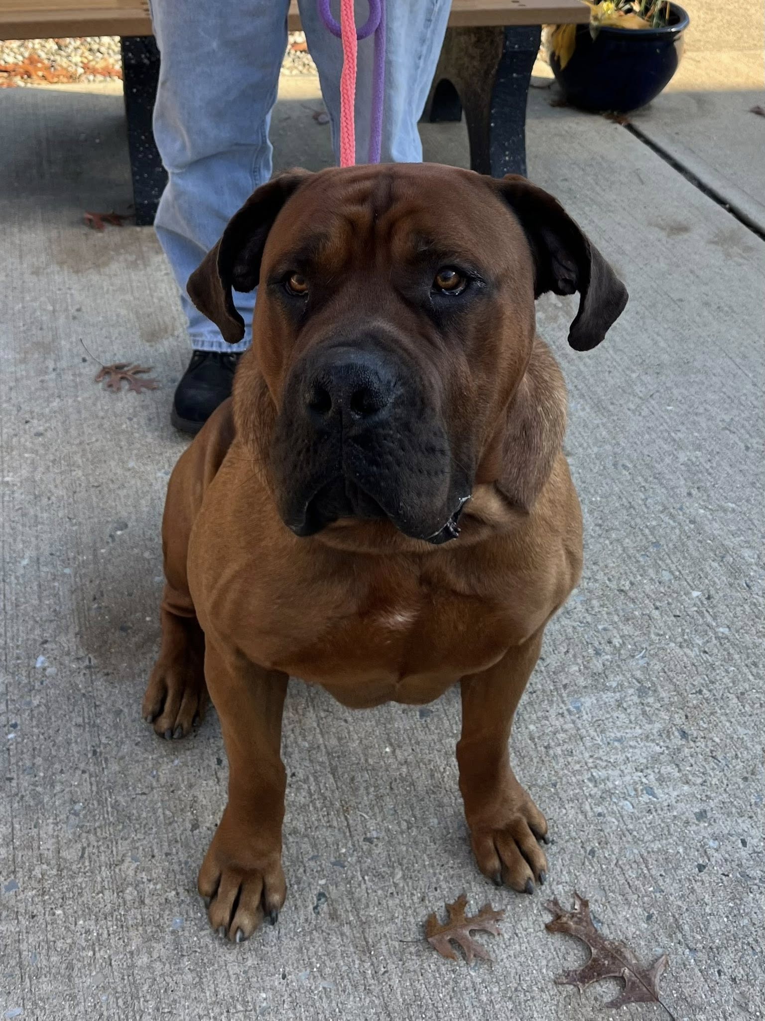 Shelter seeks rescue to pull big hearted Mastiff to foster care