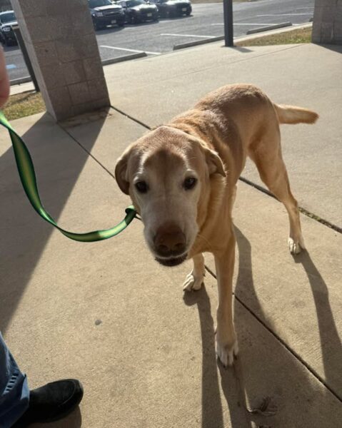 Police searching for owner of friendly dog found wandering near jimmie leeds road in galloway - photo licensed by shore news network.