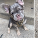 Armed thieves snatch french bulldog puppies in dc break-in - photo licensed by shore news network.