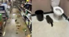 Raccoon raids Virginia liquor store, passes out drunk in bathroom Raccoon raids Virginia liquor store passes out drunk in bathroom
