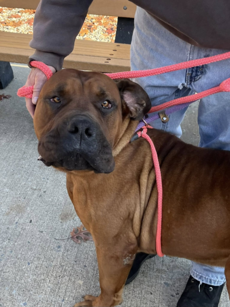 Shelter seeks rescue to pull big-hearted Mastiff to foster care Shelter seeks rescue to pull big hearted Mastiff to foster care