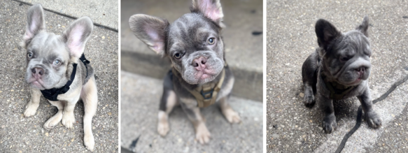 Armed thieves snatch french bulldog puppies in dc break-in - photo licensed by shore news network.
