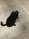 Tinton falls police looking for owner of small black dog found near newman springs road
