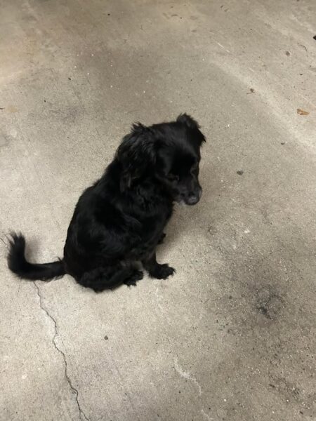 Tinton falls police looking for owner of small black dog found near newman springs road - photo licensed by shore news network.