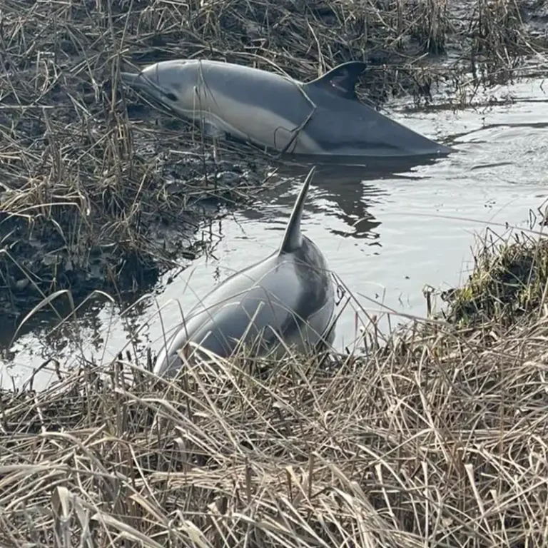 Two stranded dolphins rescued from marsh in massachusetts - photo licensed by shore news network.