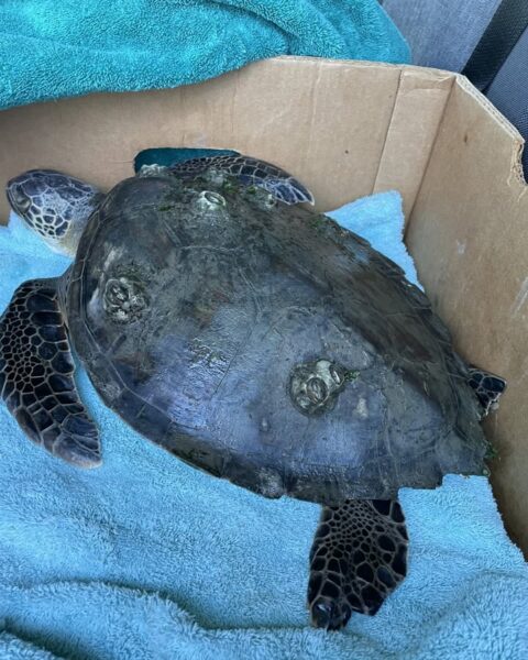 Cold-stunned sea turtle rescued from bay in beach haven - photo licensed by shore news network.