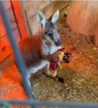 Wallaby on the run in new jersey evades cops and cold weather - photo licensed by shore news network.