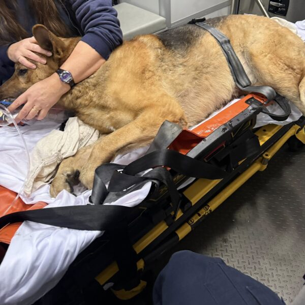 Dog rescued from belmar house fire expected to make full recovery - photo licensed by shore news network.