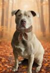 Trained rescue dog still waiting at nj shelter