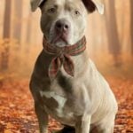 Trained rescue dog still waiting at nj shelter - photo licensed by shore news network.