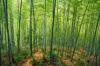 Bill would ban sale and spread of invasive plant species, establish new jersey invasive species council in law