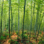 Bill would ban sale and spread of invasive plant species, establish new jersey invasive species council in law - photo licensed by shore news network.