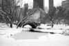 Here's how much snow fell across new york state and nyc