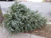 Brick township begins annual curbside christmas tree collection
