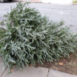 Christmas tree recycling in ocean county: today is take your christmas tree down day - photo licensed by shore news network.