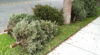 Where to drop your christmas tree off in monmouth county