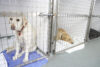 New jersey is one step closer to banning sale of dogs, cats, and rabbits at retail pet stores