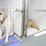 New jersey is one step closer to banning sale of dogs, cats, and rabbits at retail pet stores - photo licensed by shore news network.