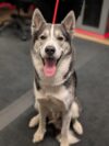 Maryland state police seek owner of dog found near i-495 in college park
