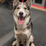 Maryland state police seek owner of dog found near i-495 in college park - photo licensed by shore news network.