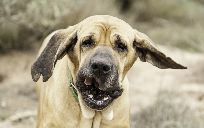 America and new jersey has decided: this is our favorite dog breed - photo licensed by shore news network.