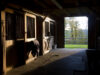 Burlington county horse euthanized after testing positive for equine herpesvirus