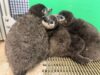 Third penguin chick hatches at adventure aquarium as public invited to name the newest arrival