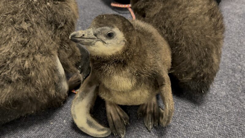 Third penguin chick hatches at Adventure Aquarium as public invited to name the newest arrival