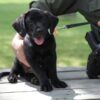 Pennsylvania game commission mourns loss of retired k-9 storm