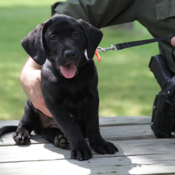 Pennsylvania game commission mourns loss of retired k-9 storm - photo licensed by shore news network.