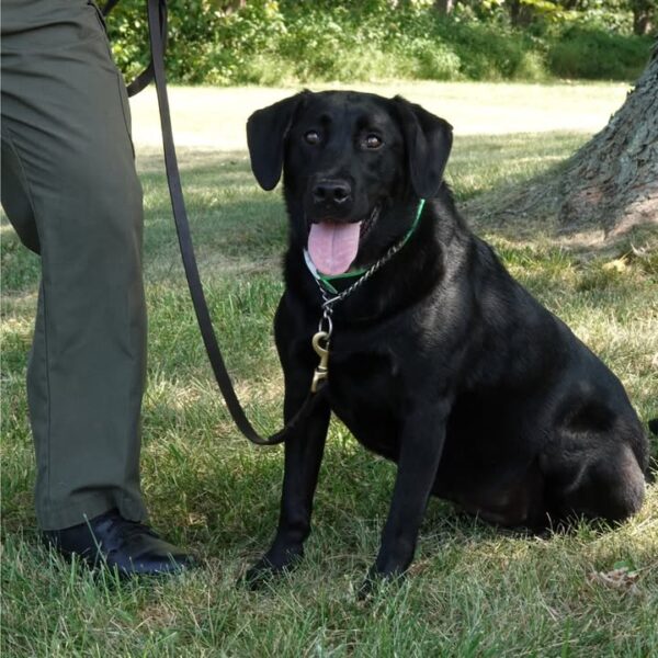 Pennsylvania Game Commission mourns loss of retired K 9 Storm