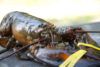 New jersey proposes new rules for lobsters
