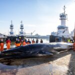 Dead fin whale found on cargo ship shows signs of ship strike, experts say - photo licensed by shore news network.