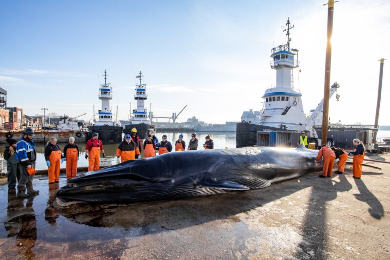 Dead fin whale found on cargo ship shows signs of ship strike, experts say - photo licensed by shore news network.