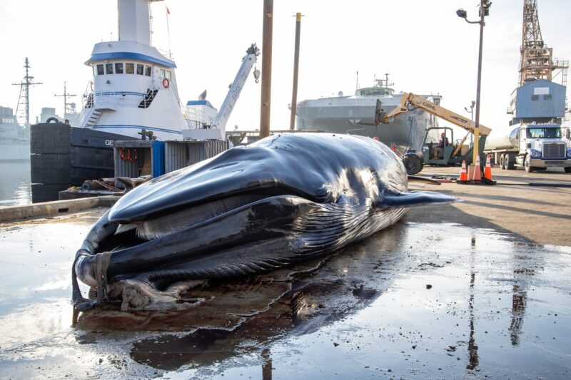 Dead fin whale found on cargo ship shows signs of ship strike experts say