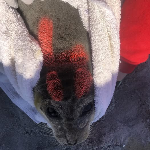 Mystery behind who is spraypainting seals at the jersey shore solved - photo licensed by shore news network.