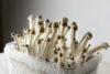 New jersey moves forward on $6. 6 million psychedelic magic mushroom legalization bill