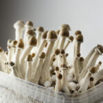 New jersey moves forward on $6. 6 million psychedelic magic mushroom legalization bill - photo licensed by shore news network.