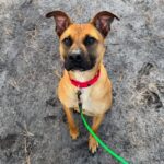 Young dog scooby running out of time as shelter move looms in forked river - photo licensed by shore news network.